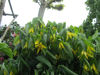 Picture of Uvularia grandiflora