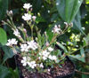 Picture of Gypsophila repens 'Alba'