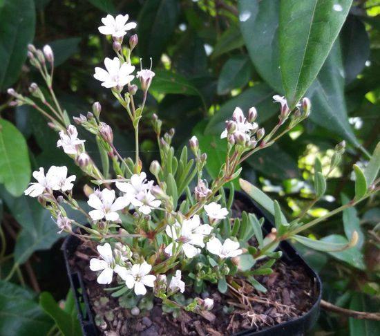 Picture of Gypsophila repens 'Alba'