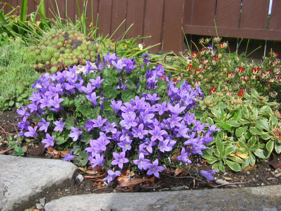 Picture of Campanula 'Resholdt's Variety'