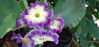 Picture of Primula auricula - Mixed