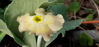 Picture of Primula auricula - Mixed