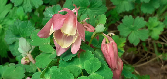 Picture of Aquilegia Cameo - Pink