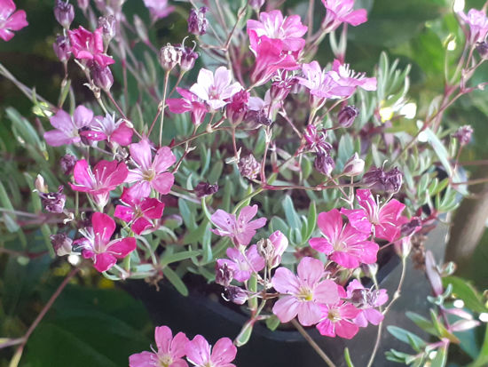 Picture of Gypsophila 'Letchworth Rose'