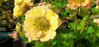 Picture of Geum Tempo Yellow