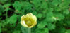 Picture of Anemone magellanica