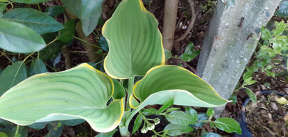 Picture of Hosta 'Sagae'