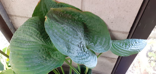 Picture of Hosta 'Big Daddy'