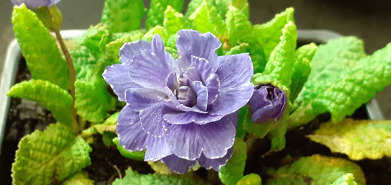 Picture of Primula Barnhaven - Purply Blue
