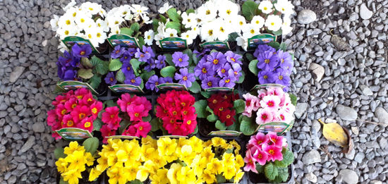 Picture of Primula Wanda - mixed