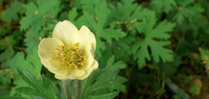 Picture of Anemone magellanica