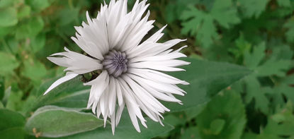 Picture of Centaurea montana 'Alba'