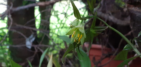 Picture of Disporum cantoniense 'Night Heron'