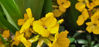 Picture of Erysimum - Perennial Wallflower