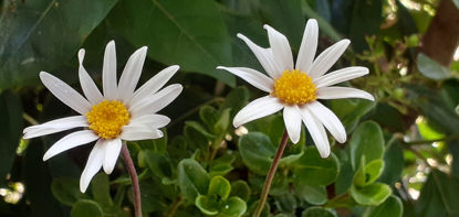 Picture of Felicia amelloides 'White Star'