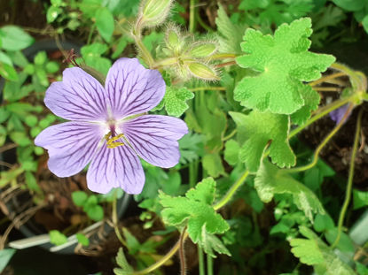 Picture of Geranium 'Philippe Vapelle'