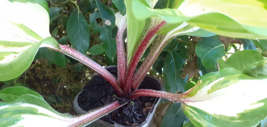 Picture of Hosta 'Raspberry Sundae'