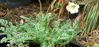 Picture of Erodium chysanthum