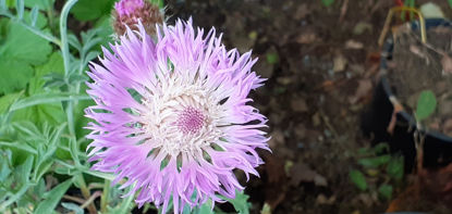 Picture of Centaurea pulcherrima