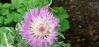 Picture of Centaurea pulcherrima