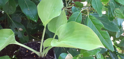 Picture of Hosta 'Empress Wu'