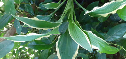 Picture of Hosta 'Treasure Trove'