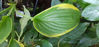 Picture of Hosta 'Viette's Yellow Edge'