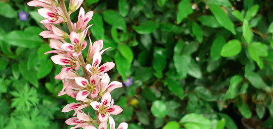 Picture of Francoa ramosa (Pink)