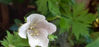 Picture of Geranium pratense f. albiflorum