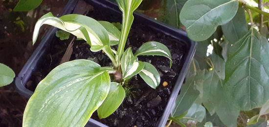 Picture of Hosta 'Little Jim'