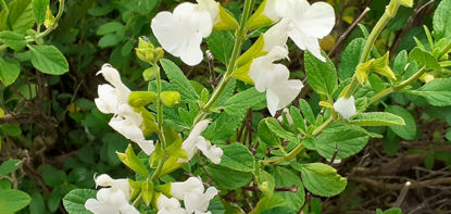 Picture of Salvia x Jamensis Pure White