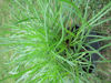 Picture of Armeria maritima