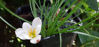 Picture of Zephyranthes verecunda