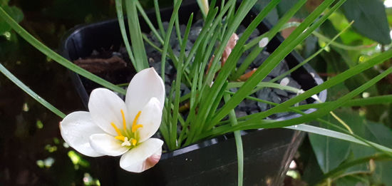Picture of Zephyranthes verecunda
