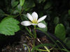 Picture of Zephyranthes verecunda