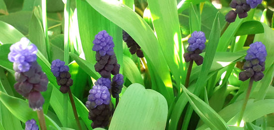 Picture of Muscari deepest violet & purple