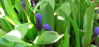 Picture of Muscari deepest violet & purple