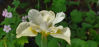 Picture of Iris sibirica - creamy white/yellow