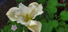 Picture of Iris sibirica - creamy white/yellow