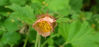 Picture of Geum 'Jess' - peach apricot