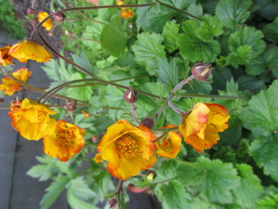 Picture of Geum  rivale 'Gold Drop'