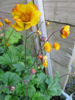 Picture of Geum  rivale 'Gold Drop'