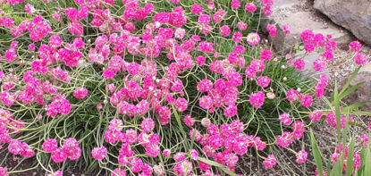 Picture of Armeria maritima