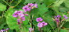 Picture of Aubrietia 'Purple Cascade'