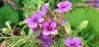 Picture of Aubrietia 'Purple Cascade'