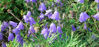 Picture of Campanula rotundifolia