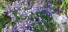 Picture of Campanula rotundifolia