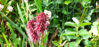 Picture of Sanguisorba tenuifolia 'Rubra'