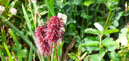 Picture of Sanguisorba tenuifolia 'Rubra'