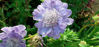 Picture of Scabiosa caucasica 'Blue Mountain'